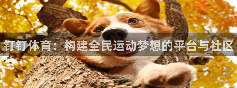 vsport体育官网下载招商电话地址是多少：钉钉体育